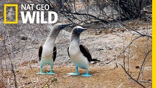 The Blue Footed Boobies Mating Dance  Wild Love [upl. by Brad]