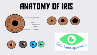 Anatomy of iris [upl. by Atirahs]