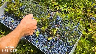 Farm Handpicks 2000 Pounds Of Blueberries A Day  Food Insider [upl. by Kcirdot]