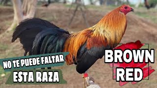 Conoce más sobre los gallos Brown Red [upl. by Aihsena]