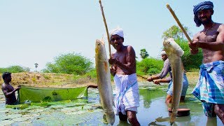 Fish Catching and Cooking  Viral Meen Kulambu  Snakehead Murrel Fish Curry Recipe  Village Food [upl. by Alios944]