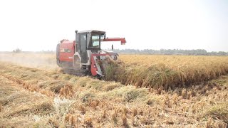 Reviving the Basmati Rice Farming Industry in Pakistan [upl. by Hum]