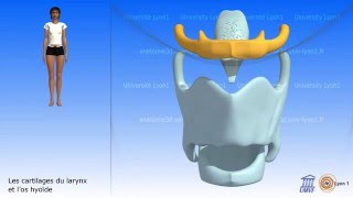 Le larynx Cartilages et os hyoïde [upl. by Elinore]