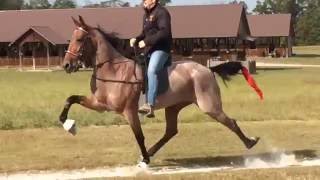 Crimson Pizazz American Standardbred Speed Racking Horse [upl. by Sukram220]