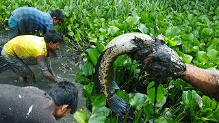 Best Hand FishingBig Fish Hunting in the Natural Beautiful Canal Traditional Fishing in Bangladesh [upl. by Goldfarb]