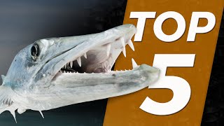 TOP 5  POISSONS DANGEREUX  Cyril Chauquet [upl. by Salmon]