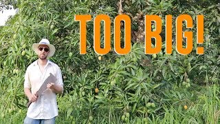 Why You Should Prune Your Mango Trees [upl. by Prisca518]