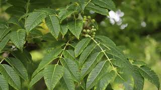 Phellodendron amurense  Amur Cork Tree [upl. by Folger]