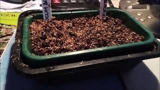 How to  Germination banana seeds [upl. by Effy629]