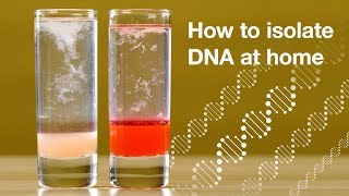 Home DNA extraction [upl. by Norted198]