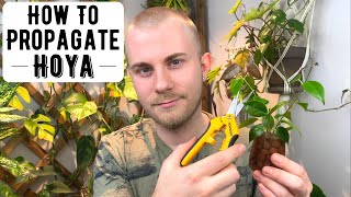 How To Propagate Hoya [upl. by Niwde]