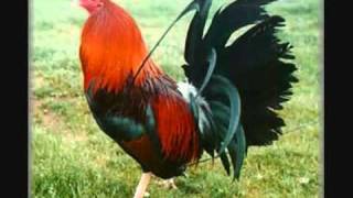 Vicente Fernandez Corridos De Gallos Mix YouTube [upl. by Assilam]