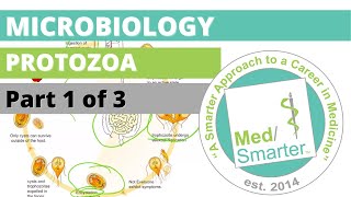 Protozoa  Microbiology  USMLE STEP 1  Part 1 of 3 [upl. by Shani623]