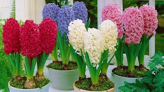 How to Plant Prepared Hyacinths WinterSpring Guide [upl. by Ynnavoig]