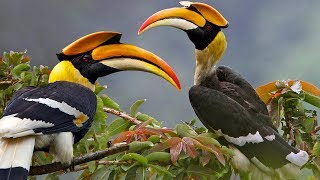 Beautiful Wild Bird – Great Hornbill [upl. by Beryl]