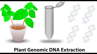 Plant genomic DNA extraction [upl. by Ijic]