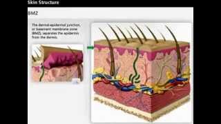 Skin Anatomy  Dermis amp Epidermis  Wound Care [upl. by Ahsenauq]