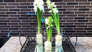 How to Grow Hyacinth in Water [upl. by Aihsot497]