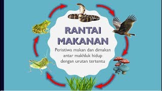 Rantai Makanan dan JaringJaring Makanan [upl. by Yentrac]