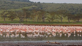 Lake Naivasha and Lake Nakuru National Park [upl. by Fawne10]