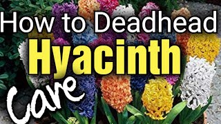 How to Grow and Deadhead Hyacinths after Flowering  Hyacinth Aftercare [upl. by Ayojal914]