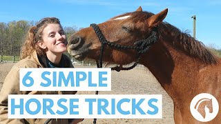 How to Teach Your Horse Tricks 6 Simple Tricks [upl. by Valora115]