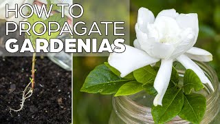 Propagating Gardenia  The Easy Method [upl. by Eelahc]