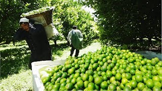 Lime Fruit Cultivation Technology  Asian Green Lemon Farming and Harvest [upl. by Cressy]