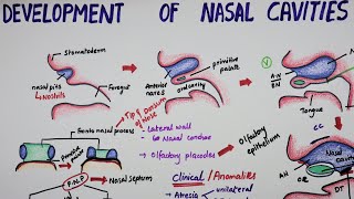 Development Of Nasal Cavities  Embryology [upl. by Ahsikam]