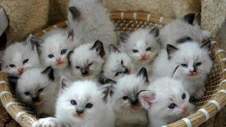 Ragdoll Cat amp Kittens  Too Cute and Charming Breed [upl. by Sam]