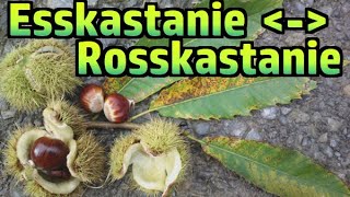 Esskastanie essbar vs Rosskastanie giftig №193 [upl. by Birkett]