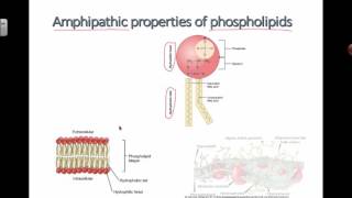 Amphipathic Properties of Phospholipids 2016 IB Biology [upl. by Rosner]