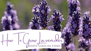 How to Grow Lavender [upl. by Zebaj]