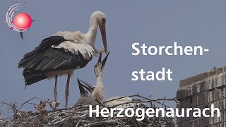 Storchenstadt Herzogenaurach  August 2021 [upl. by Kirit]