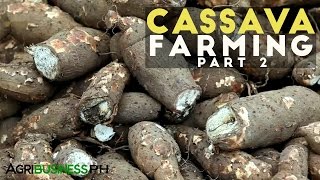 Cassava Farming Part 2  How to grow Cassava  Agribusiness Philippines [upl. by Egidio194]