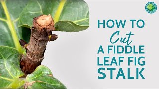 Fiddle Leaf Fig Too Big How To Cut  Revive An Overgrown Stalk  Fiddle Leaf Fig Plant Resource [upl. by Kramer517]