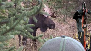 ARROWED at 14 YARDS Bow Hunting Moose Eastmans Hunting TV [upl. by Kreg]