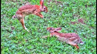 Wild Rabbit Bonding and Courtship Behavior [upl. by Prospero]