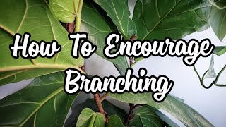 Fiddle Leaf Fig Branching [upl. by Winograd641]