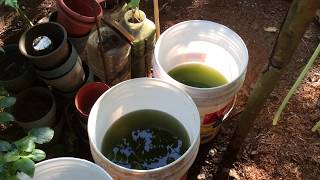 How to grow Green Water Algae [upl. by Leiria]