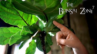 My Ficus lyrata Bonsai The Bonsai Zone Dec 2020 [upl. by Grange]