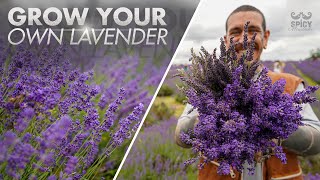 All you Need to Know about Growing Lavender [upl. by Leasi]