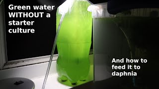 Green Water WITHOUT a Starter Culture  From Scratch  How To [upl. by Sadonia]