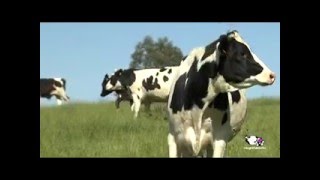 Vídeo proceso de producción de la leche [upl. by Zachary]