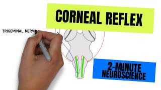 2Minute Neuroscience Corneal Reflex [upl. by Peti]