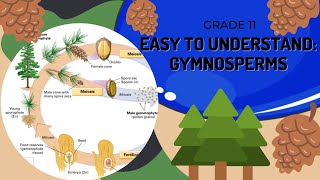 Gymnosperms [upl. by Edwyna]