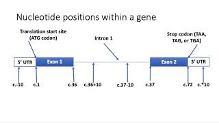 Introduction to Variants and Nomenclature [upl. by Irra]