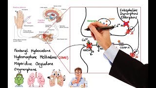 Pharmacology  OPIOIDS MADE EASY [upl. by Orihakat]