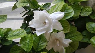 5 things that I do to get more flowers on Gardenia plant [upl. by Foy]