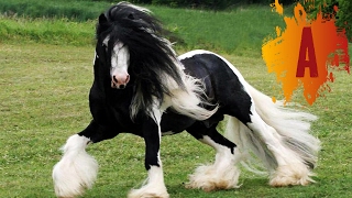 10 Most Beautiful Horse Breeds In The World [upl. by Leah540]